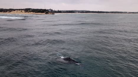 Ballena-Jorobada-Saliendo-A-Chorro,-Subiendo-A-La-Superficie-Para-Tomar-Aire-En-La-Costa-De-Mozambique---Vista-Aérea