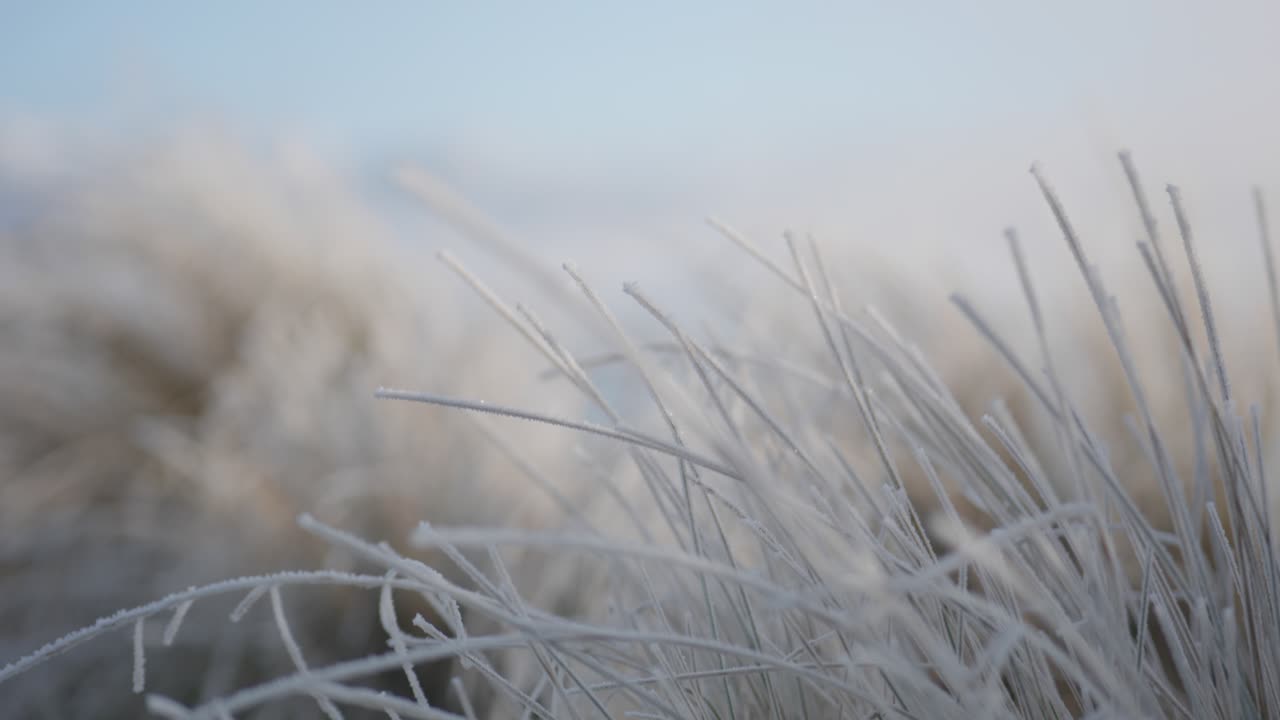 helada helada en la hierba delgada y larga