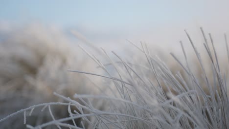 Icy-hoar-frost-on-thin,-long-grass