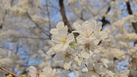 cherry blossom tree in full bloom during sunset in south korea