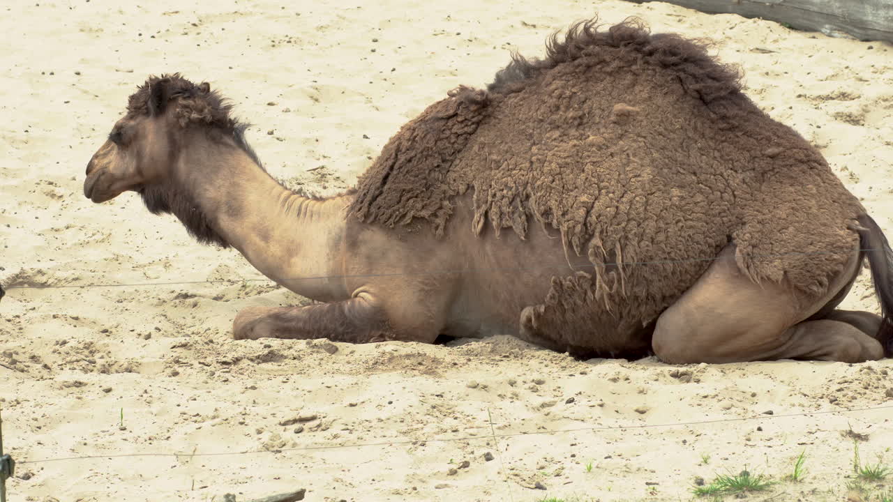 Dromedary Sitting Down On Sand Slowly Resting Head At Zoo. Follow Shot