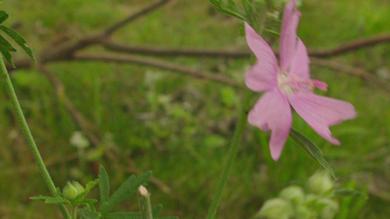hermoso primer plano de la flor silvestre rosa en la naturaleza del verano