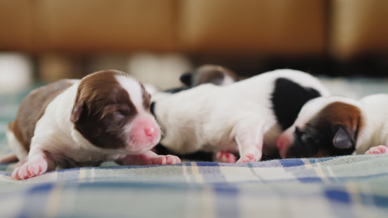 신생아 강아지 09