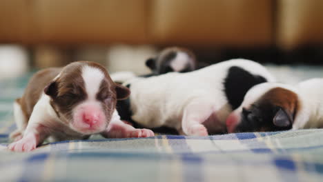 cachorro recién nacido 09