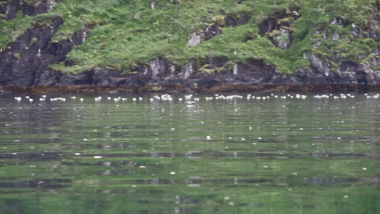 백그라운드에서 낮은 비행 바닷새와 함께 잔잔한 호수를 통해 반사