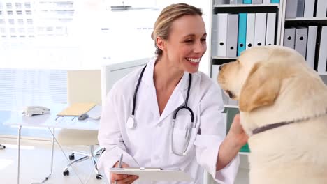 vet checking a yellow labrador