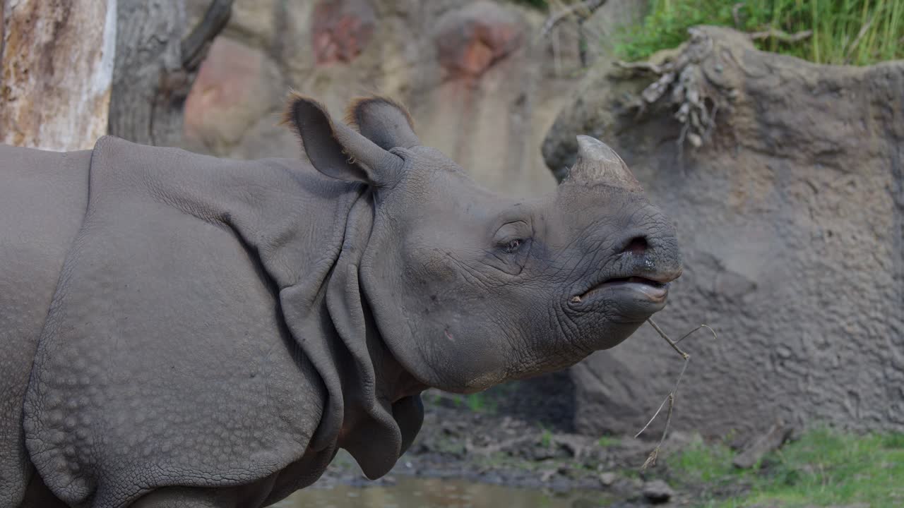 An Indian rhinoceros chews on a branch in a naturalistic zoo enclosure, captured in daylight with a steady side profile camera angle
