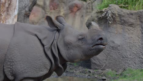 an indian rhinoceros chews on a branch in a naturalistic zoo enclosure, captured in daylight with a steady side profile camera angle