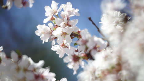 Flores-De-Cerezo-Se-Mecen-En-La-Brisa