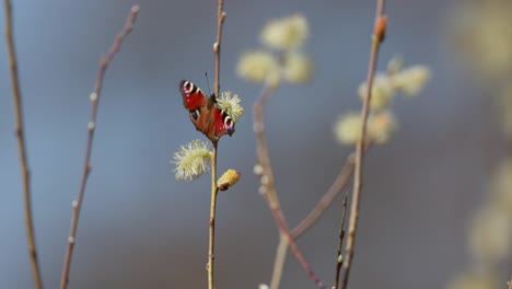 peacock butterfly on willow branches