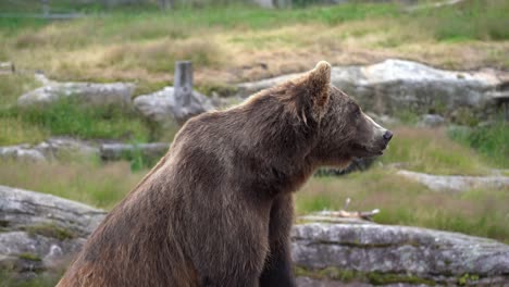 curious brown bear rising head and looking around for prey - nature and rubber tire in background - handheld static norway