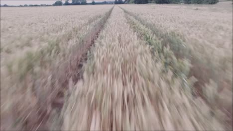 A-view-along-one-of-the-thousands-and-thousands-of-wheat-field-in-England,-United-Kingdom