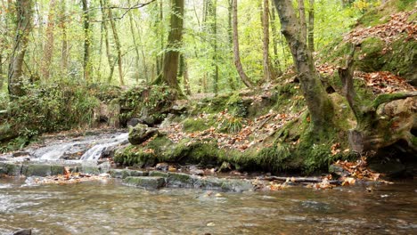 autumn season woodland flowing forest mountain river lush foliage low angle