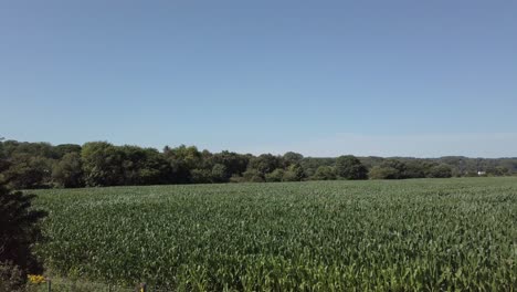 Agricultural-tall-green-corn-field-farmland-crop-blowing-in-breeze-dolly-slow-left