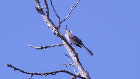 Northern-mockingbird,-perched-on-a-leafless-branch