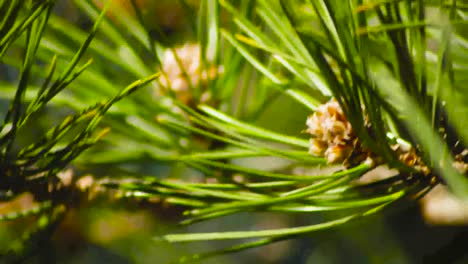 Pine-leaves-strouts-slow-motion-shot