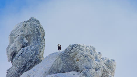 A-chamois-is-standing-at-the-top-of-a-frozen-mountain-as-clouds-are-passing-behind-him