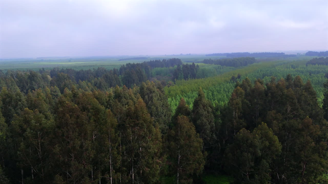 Aerial pass over eucalyptus forest canopy in the Delta region of Argentina, establishing dolly