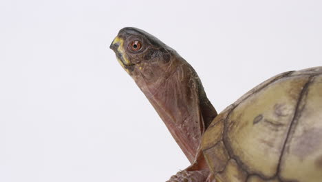 Common-box-turtle-sticking-out-long-neck-and-looking-around---isolated-on-white-background