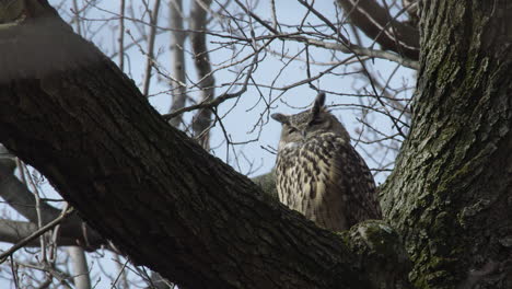 flaco the famous owl looking sleepy in a tree in central park, new york city