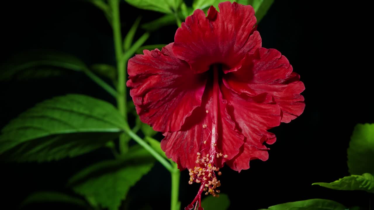 tiro em timelapse de uma flor de hibisco vermelho florescente em fundo preto