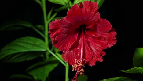 Zeitrafferaufnahme-Einer-Blühenden-Roten-Hibiskusblüte-Auf-Schwarzem-Hintergrund