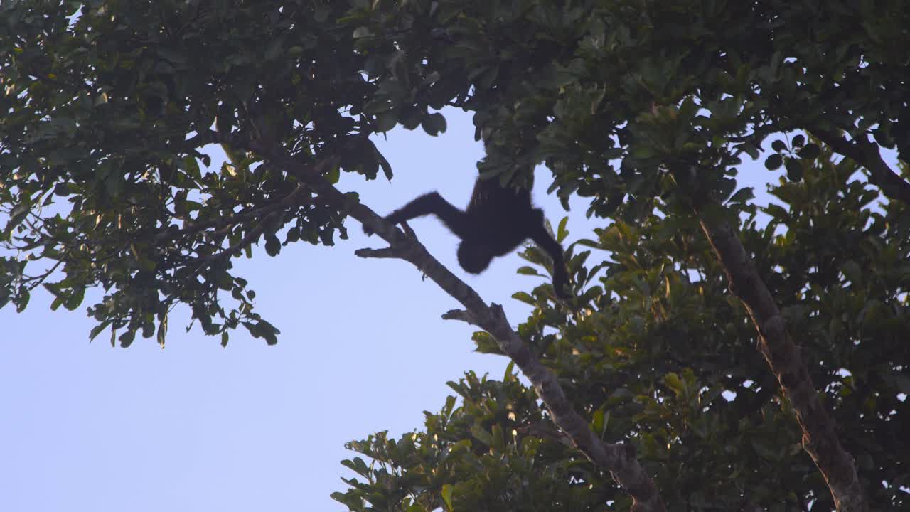 A spider monkey hangs upside down on the branch relaxing in the Peru Rain forest Canopy