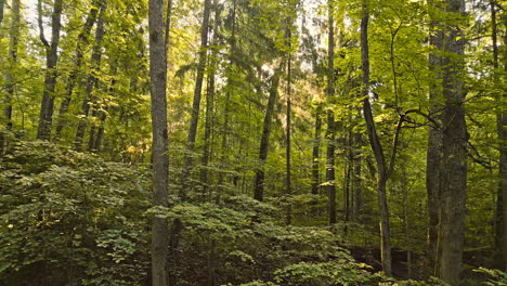 flowing movement through the forest between the ground and the treetops.