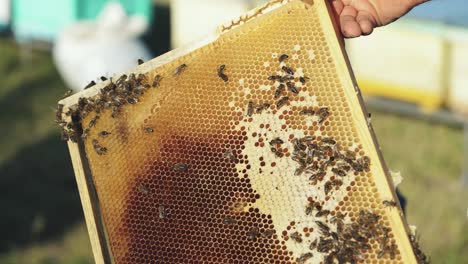 Beekeeper showing the honeycomb in the frame. Beekeeper at work. Frames of a beehive. Apiary concept