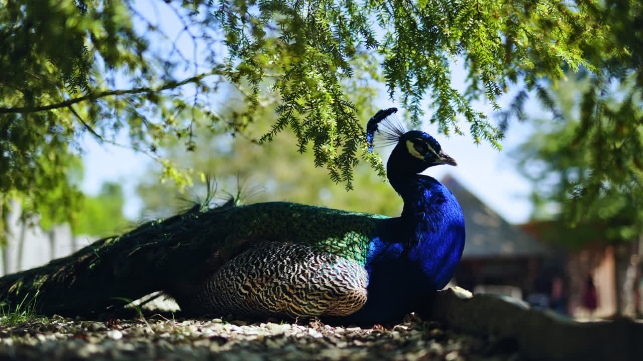Um grande pavão azul senta-se no zoológico sobre uma pedra. O pavão é uma ave exótica no zoológico. Penas majestosas de um pavão com um efeito brilhante.
