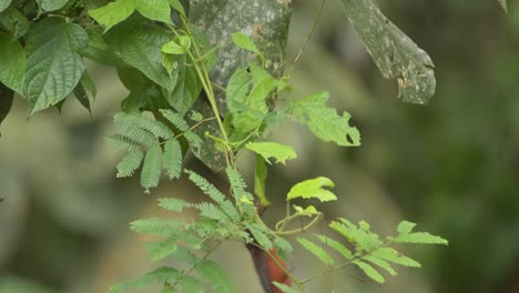 tangara de pico plateado salta y atrapa una presa de la hoja a la que se aferra en la selva peruana