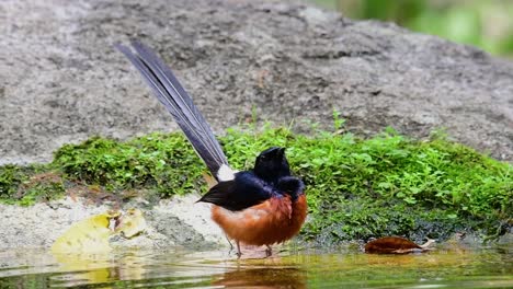 White-rumped-Shama-Baden-Im-Wald-An-Einem-Heißen-Tag,-Copsychus-Malabaricus,-In-Zeitlupe