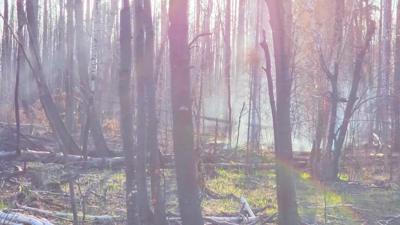 Smoke rising from forest floor on sunny day, side motion view