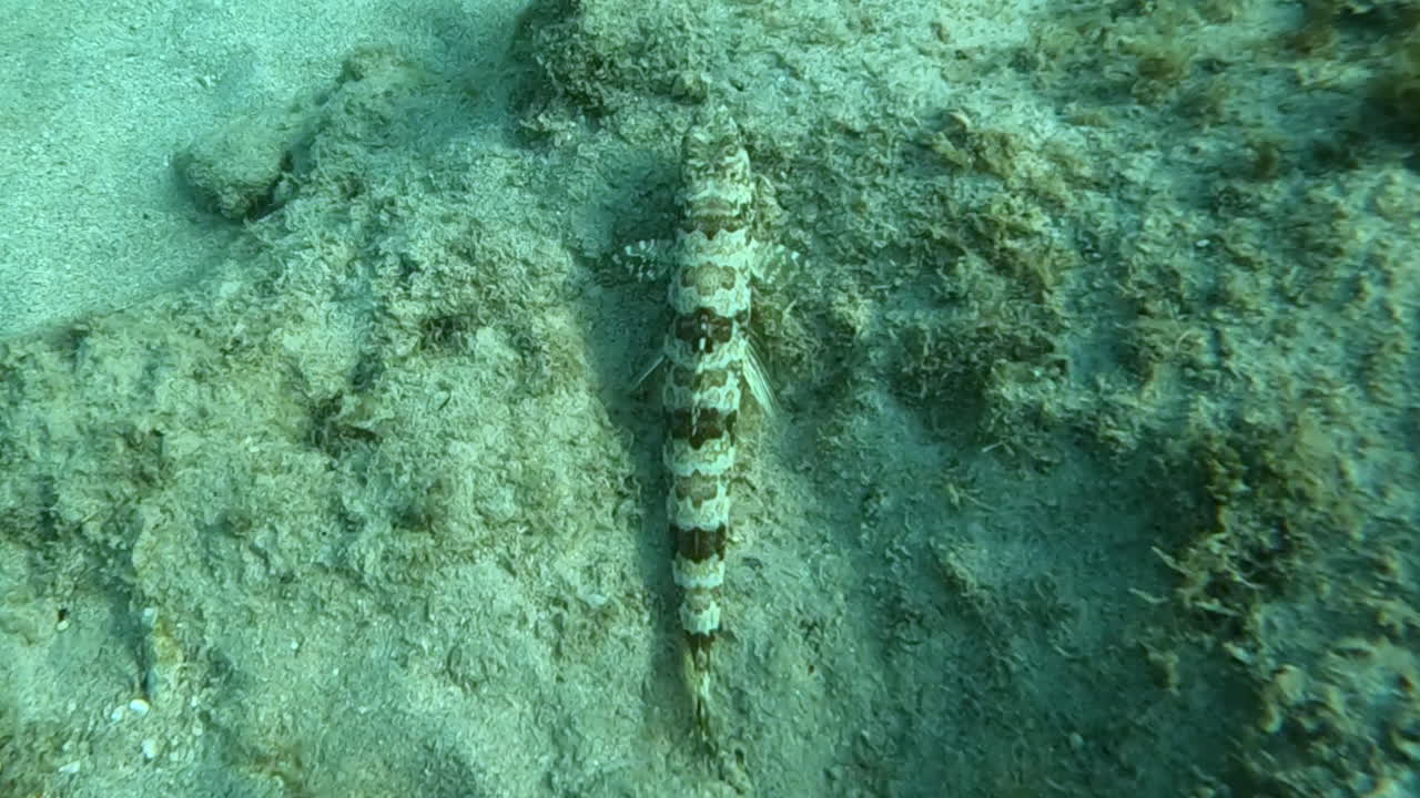 4k에서 슬로우 모션 물고기 수영