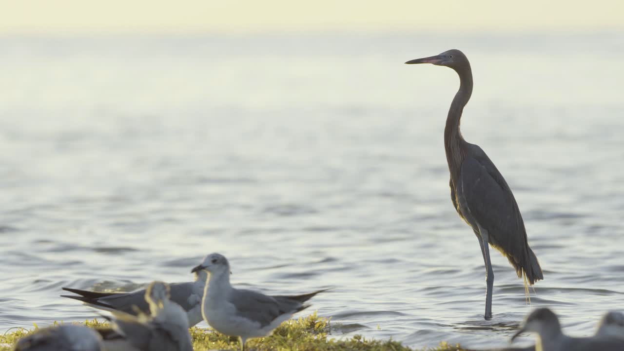 птица красная цапля на берегу пляжа с чайками и водорослями