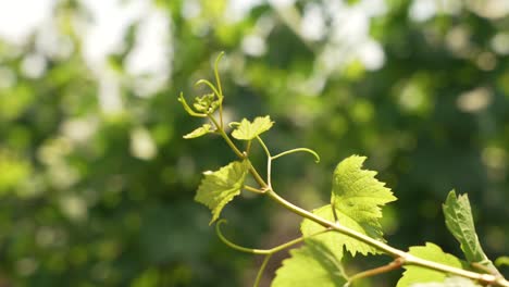 slow pan between rows of vineyards in italy