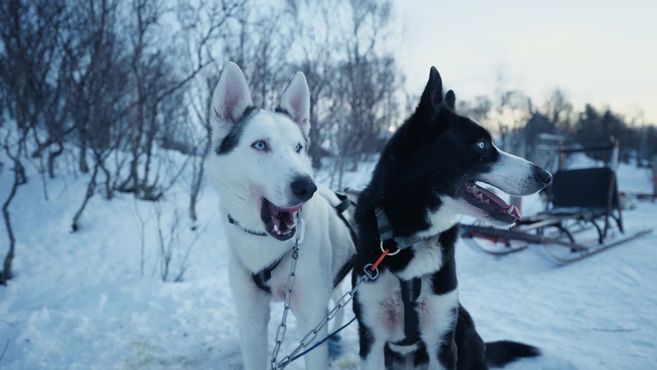 Pair of blue eyed sled dogs harnessed beside sled on snowy Arctic trail in Norway