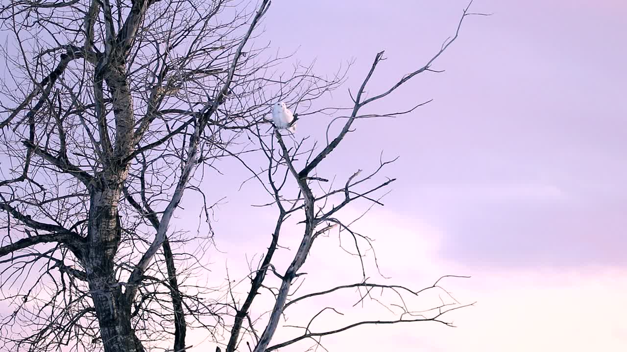 눈올빼미는 먹이를 찾기 위해 수평선을 바라본다