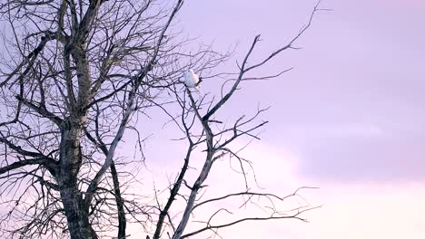 A-Snowy-owl-looks-at-the-horizon-to-find-food