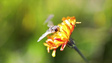 wasp collects nectar from flower crepis alpina