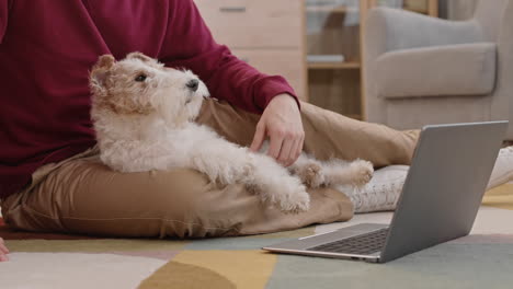 unrecognizable person and dog watching laptop