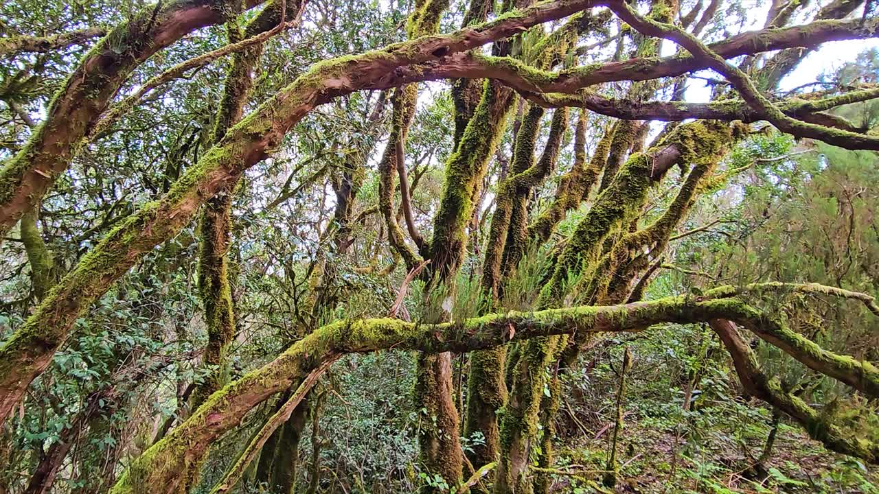Moss-covered trees in Anaga, featuring twisted, ancient branches in lush greenery