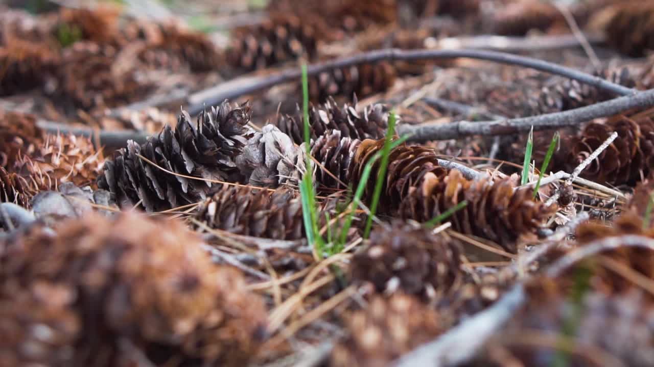 montón de piñas en el suelo del bosque
