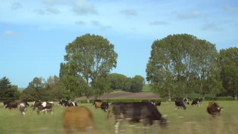 cows grazing