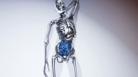 modelo de intestino humano con todos los órganos y huesos