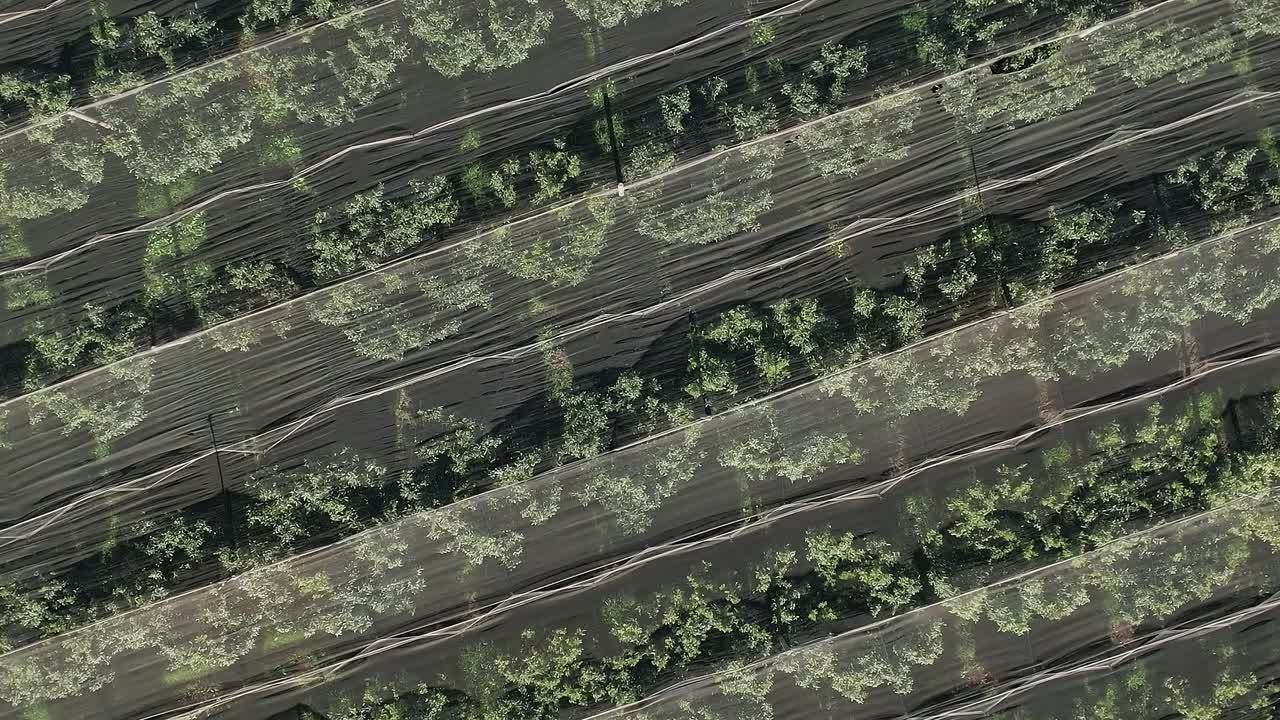 Corsican landscape with rows of crops under protective nets in France