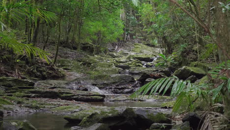 Tracking-shot-of-stream-flowing-through-tropical-rainforest,-New-Caledonia