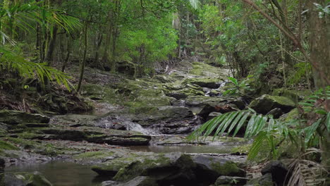 Tiro-De-Seguimiento-De-La-Corriente-Que-Fluye-A-Través-De-La-Selva-Tropical,-Nueva-Caledonia