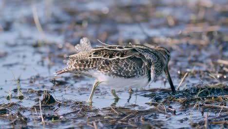 common snipe feeding eating worms closeup during spring migration flooded meadow wetlands