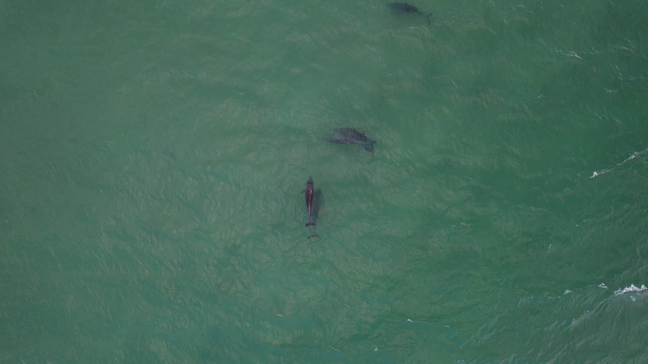 A View Of Migrating Humpback Whales During Mating Season In The Southern Cook Islands, NSW Australia